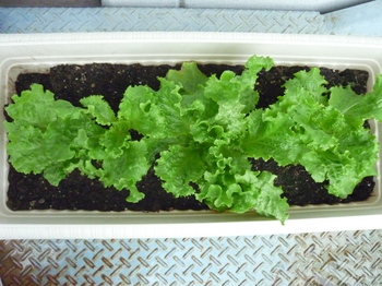 lettuce12.jpg