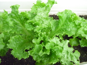 lettuce13.jpg