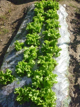 lettuce16.jpg