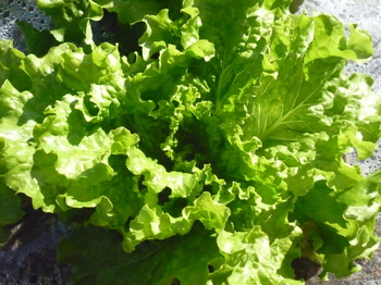 lettuce17.jpg