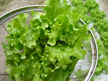 lettuce18.jpg