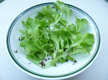 lettuce3.jpg