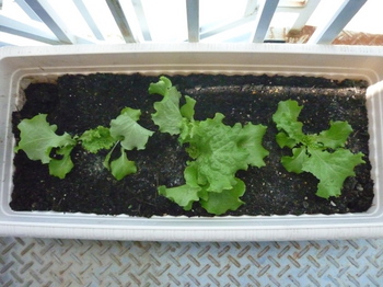 lettuce6.jpg