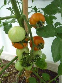 tomato26.jpg