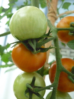 tomato27.jpg