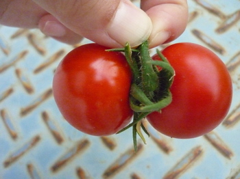 tomato30.jpg